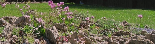 Dodecatheons in the tufa bed