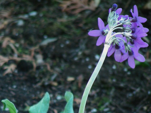 Primula chionantha ssp sinopurpurea