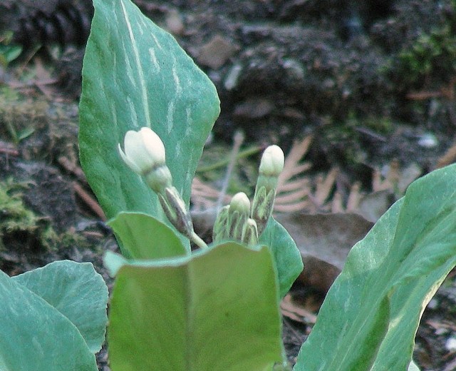 Primula chionantha buds