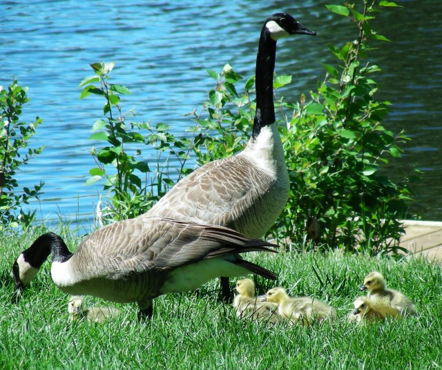 A family of Canada geese