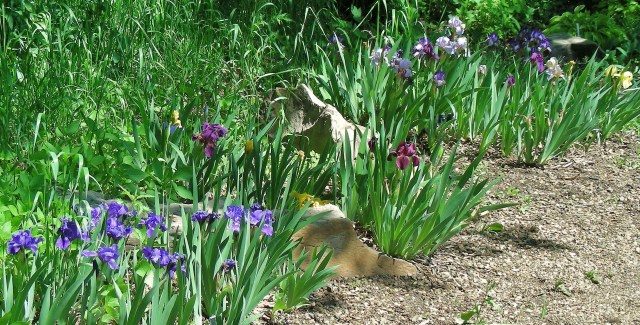 Irises lining the pondside path