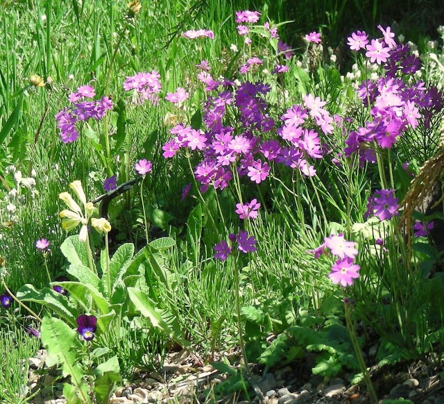 Naturalized Primula corutsoides