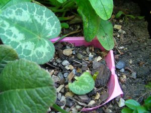 Cyclamen hederifolium coming into growth in September