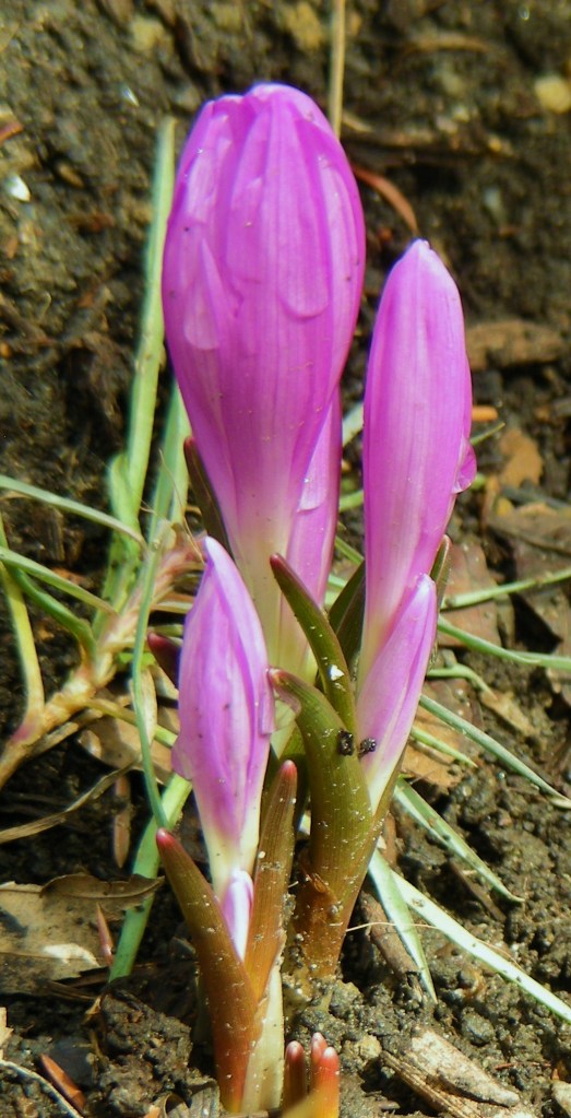 Spring meadow saffron