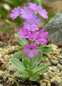 small alpine Primulas