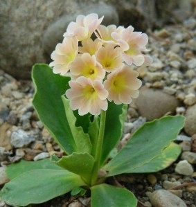 hybrid offspring of Primula villosa