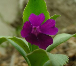 hybrid offspring of Primula hirsuta