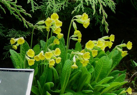self-sown Primula veris or garden hybrid