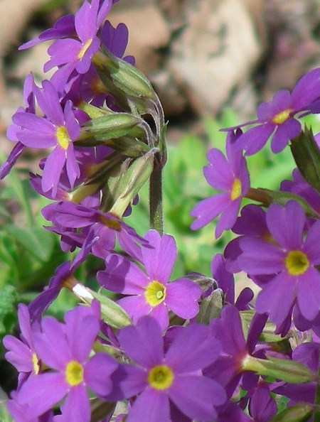 Primula elatior ssp. meyeri